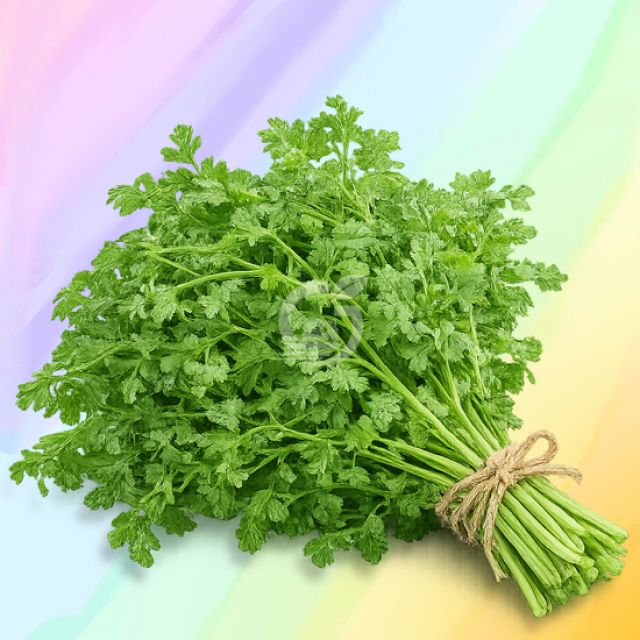 Coriander