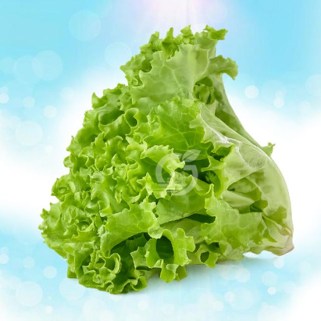 Lettuce