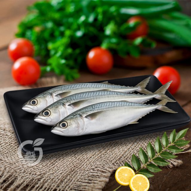 Mackerel