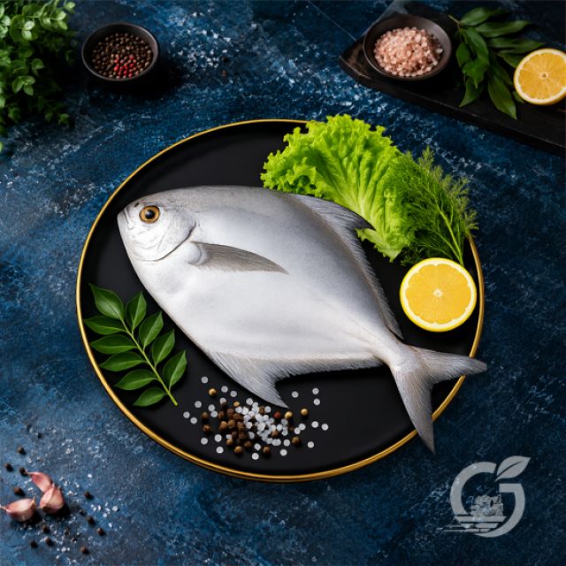 Silver Pomfret
