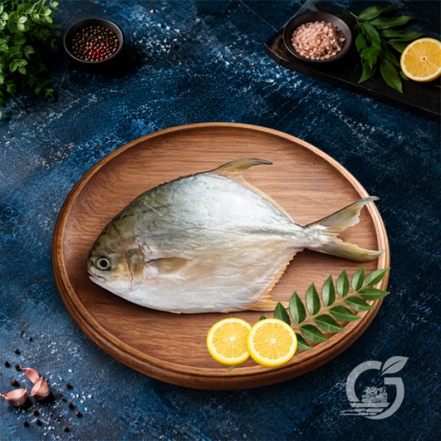 Silver Trevally
