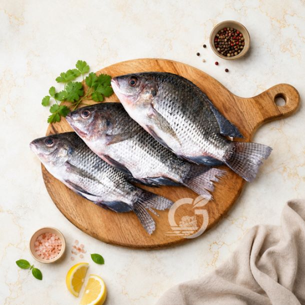 Tilapia